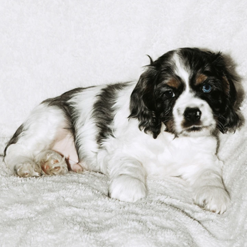 Gryphon Cocker Spaniels - Pet Breeders Near Me - Airdrie, Alberta Gryphon Cocker Spaniels - Pet Breeders Near Me - Airdrie, Alberta