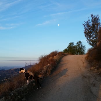 Mt Wilson Toll Road Trail - Sammy looking down on the city below, with the moon in the background - Hiking Near Me - Altadena, California Mt Wilson Toll Road Trail - Sammy looking down on the city below, with the moon in the background - Hiking Near Me - Altadena, California