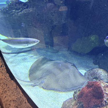 Aquarium Restaurant - Aquarium Animals - Seafood Near Me - Nashville, Tennessee Aquarium Restaurant - Aquarium Animals - Seafood Near Me - Nashville, Tennessee