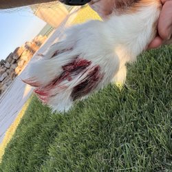 Injured dog foot