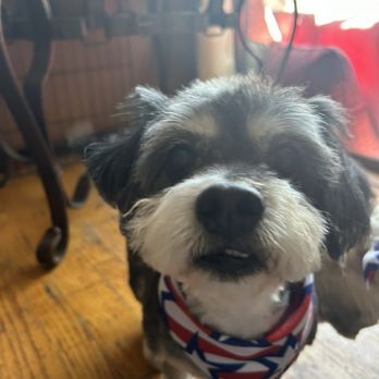 Happy Bay Paws - Buzz happy with his new cut! - Pet Groomers Near Me