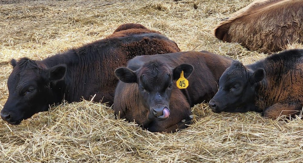 MICALLEF’S DEXTER CATTLE FARM 6777 Brassow Ln, Dexter, Michigan Farmers Market Phone