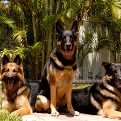 All Animal Clinic - Animal Hospice Key West FL