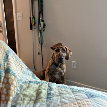 Cozy Paws - Pet Groomers Near Me - Columbus, Ohio