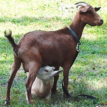 Spellbound Facility - If we have babies, they accompany their Moms! - Ranches Near Me - Suffolk, Virginia Spellbound Facility - If we have babies, they accompany their Moms! - Ranches Near Me - Suffolk, Virginia