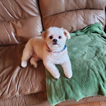 PetSmart - Calvin got a haircut! - Pet Stores Near Me - Salem, Oregon