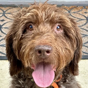 Companion Pet Services - Gus - Dog Walkers Near Me Companion Pet Services - Gus - Dog Walkers Near Me