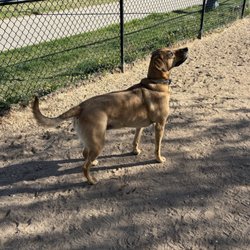 Stapleton Dog Park