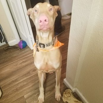 Dee's All Breed Grooming - My baby boy, thank you Dee! - Pet Stores Near Me - Modesto, California