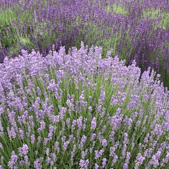 Lavender Hill Farm - Venues & Event Spaces Near Me - Boyne City, Michigan Lavender Hill Farm - Venues & Event Spaces Near Me - Boyne City, Michigan