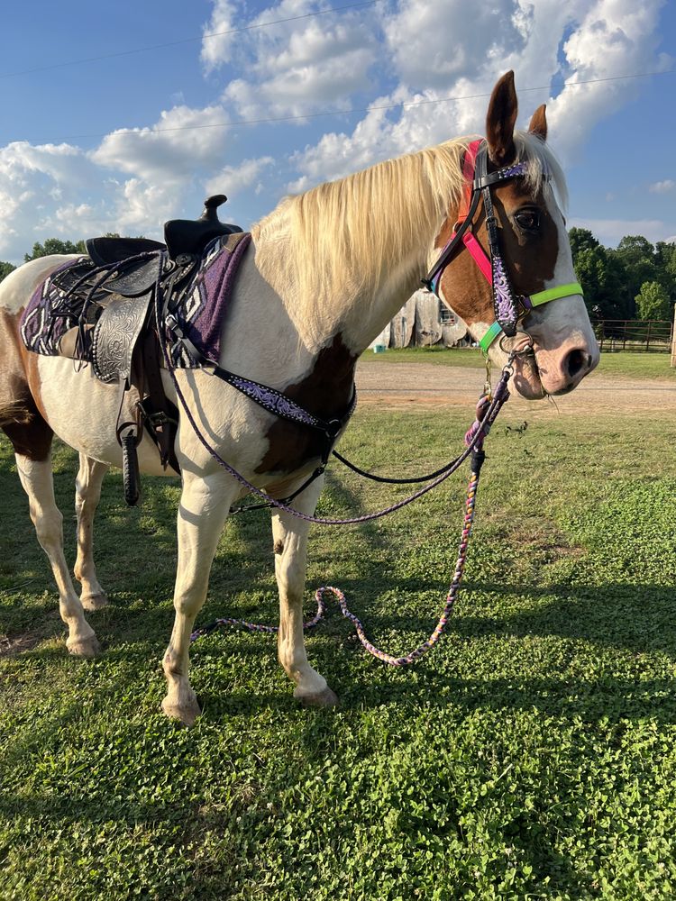 PIEDMONT ANIMAL RESCUE Updated May 2024 49 Photos 228 East