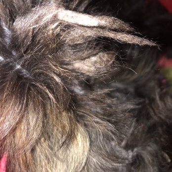 willies grooming & pet shop