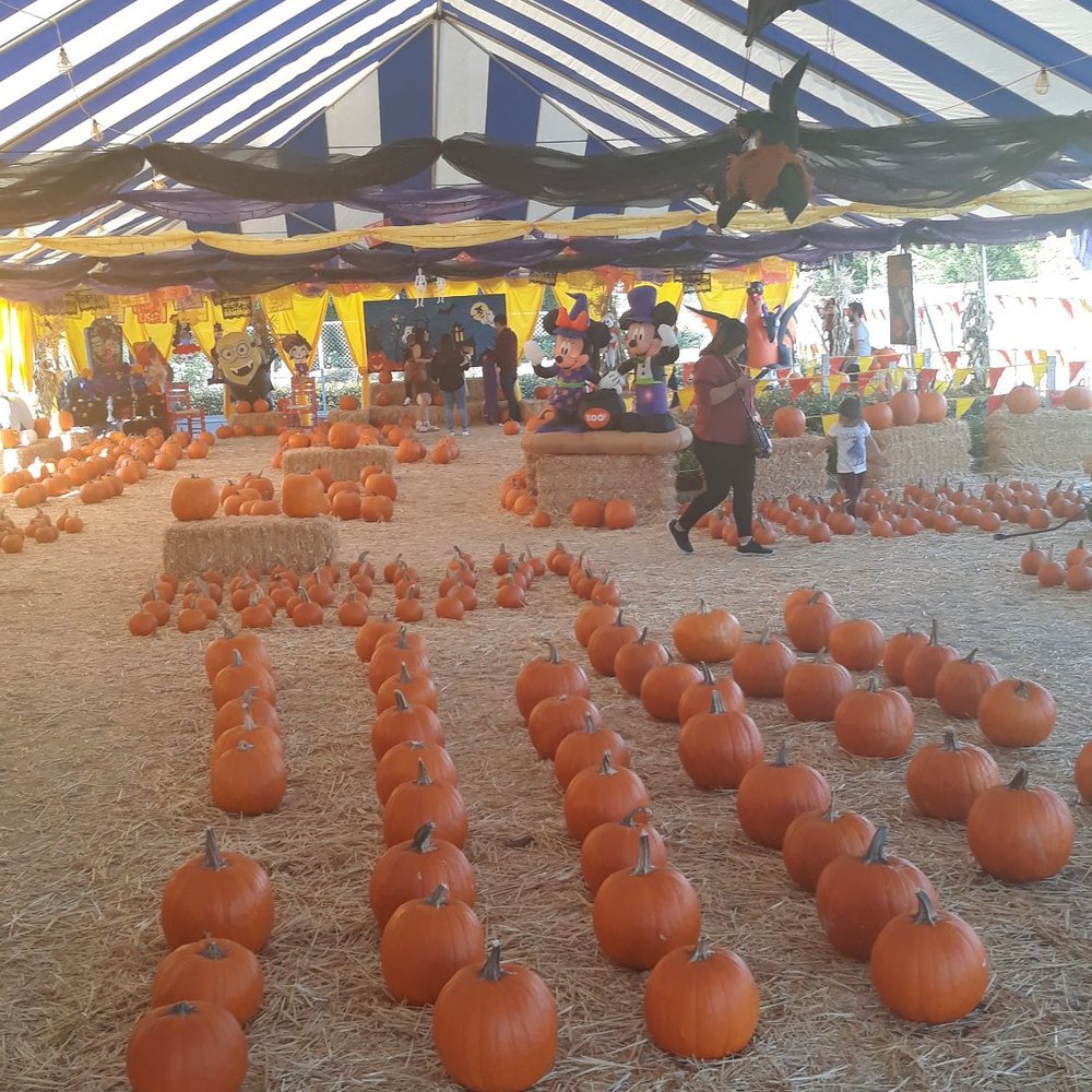 De La Pumpkins & Trees - Pumpkin Field! - Christmas Trees Near Me - Arcadia, California De La Pumpkins & Trees - Pumpkin Field! - Christmas Trees Near Me - Arcadia, California