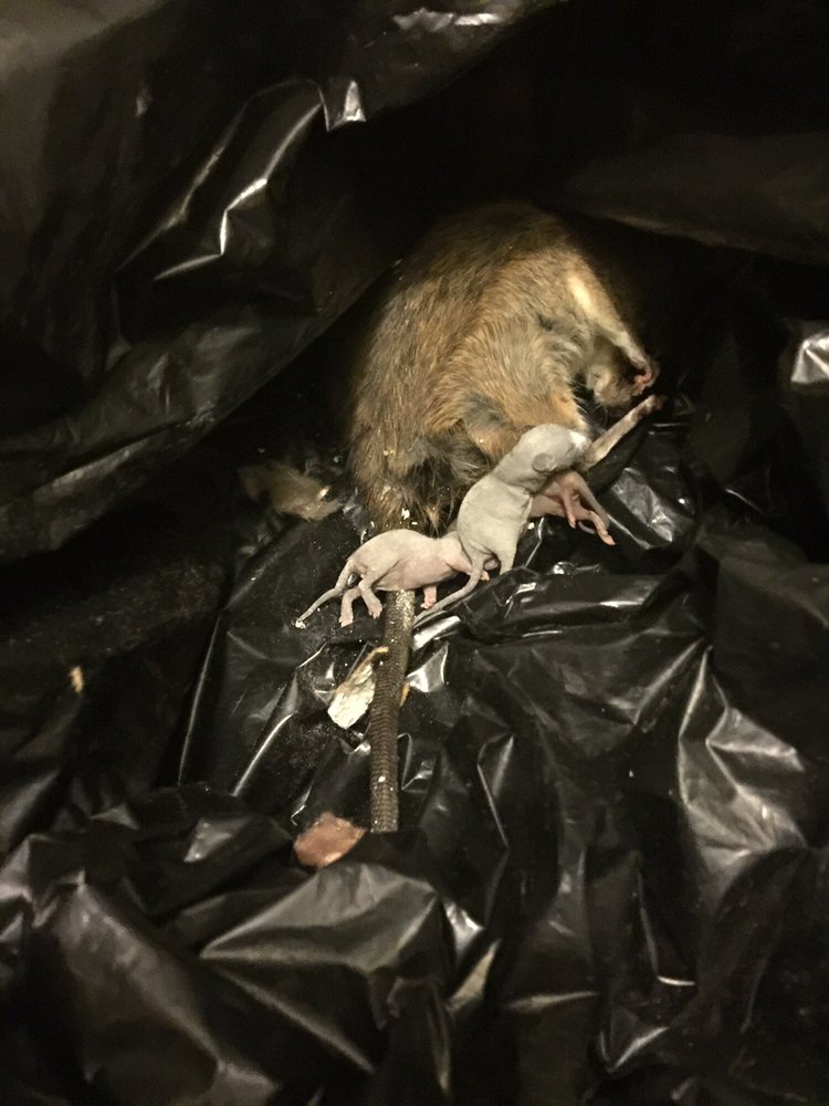 Silicon Valley Rodent Proofers - veterans service organization in San Jose, CA