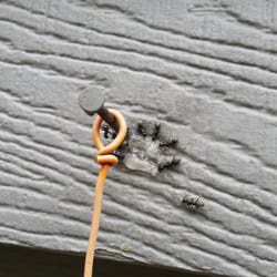 Biggins Exterminating Company - Carpenter Ants feeding on gel bait.