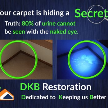 DKB Restoration - What are your carpets hiding from you? Pee from previous ownwers/renters? The list goes on like these in Olympia. Visit our website to book - Carpet Cleaning Near Me - Olympia, Washington DKB Restoration - What are your carpets hiding from you? Pee from previous ownwers/renters? The list goes on like these in Olympia. Visit our website to book - Carpet Cleaning Near Me - Olympia, Washington
