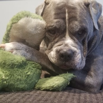 Southern Paws - Zoe loves her alligator toy - Pet Stores Near Me - New Orleans, Louisiana Southern Paws - Zoe loves her alligator toy - Pet Stores Near Me - New Orleans, Louisiana