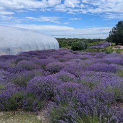 Harbor View Lavender Farm - Lavender farm