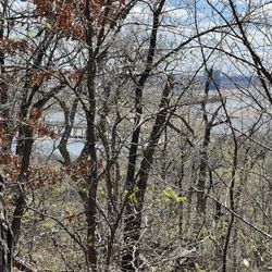 Turkey Mountain Wilderness Area - See the water behind the trees? This is why I love these trails.