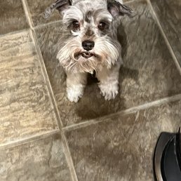 Before grooming Before grooming