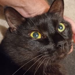 Ally the Cat Ally the Cat