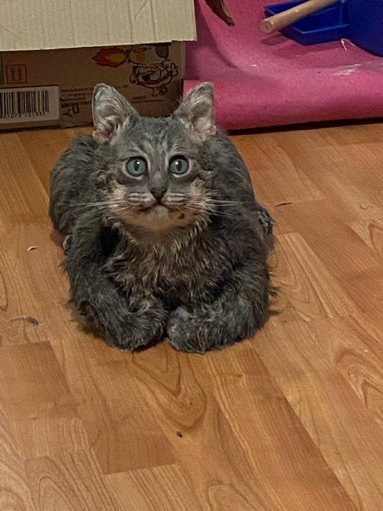 Still Heart Taxidermy - taxidermy in San Antonio, TX