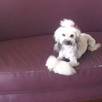 Filthy Gorgeous - Pet Groomers Near Me