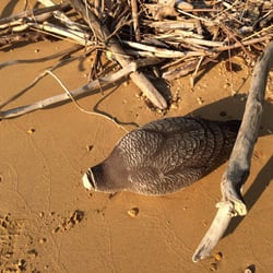 Camp Tockwogh Branch YMCA - Walking along the shoreline at Camp Tockwogh.  Pretty odd things wash ashore.