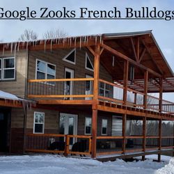 Zook's French Bulldogs & Longhair Dachshunds