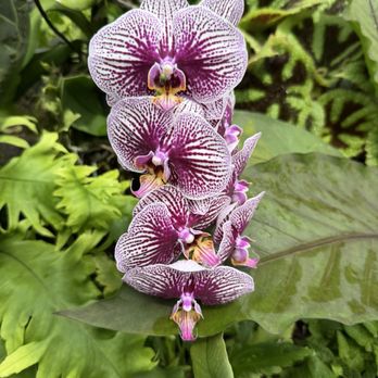 Lauritzen Gardens - Venues & Event Spaces Near Me - Omaha, Nebraska Lauritzen Gardens - Venues & Event Spaces Near Me - Omaha, Nebraska