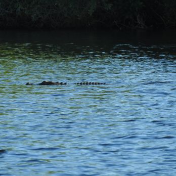 Manatee Sightseeing and Wildlife Adventures - Boat Tours Near Me - Naples, Florida Manatee Sightseeing and Wildlife Adventures - Boat Tours Near Me - Naples, Florida