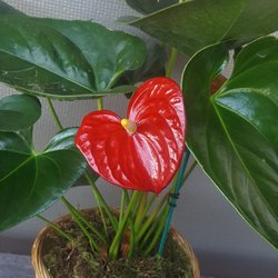 Eureka Florist - This plant wears it's heart on it's leave.  Yep we got jokes ...