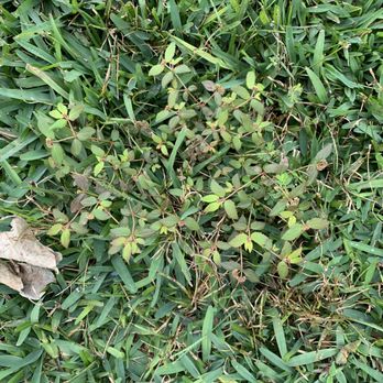 Massey Services - Weeds, so what does the weed killer and pre-emergent do? - Landscaping Near Me - Orlando, Florida Massey Services - Weeds, so what does the weed killer and pre-emergent do? - Landscaping Near Me - Orlando, Florida