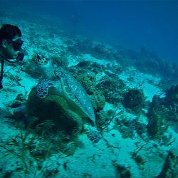 Dive With Martin