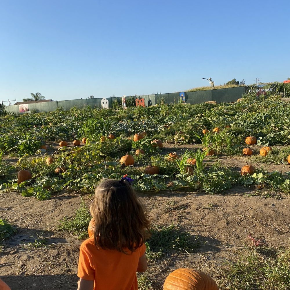 Mountain Valley Ranch - This is the pumpkin patch part! - Pumpkin Patches Near Me - Ramona, California Mountain Valley Ranch - This is the pumpkin patch part! - Pumpkin Patches Near Me - Ramona, California