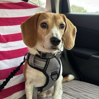 Upland Pet Grooming - Dog - Pet Groomers Near Me - Upland, California Upland Pet Grooming - Dog - Pet Groomers Near Me - Upland, California