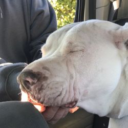 Northwest Georgia Veterinary Emergency Center - He defied all odds. Never let an animal SUFFER! Momma
