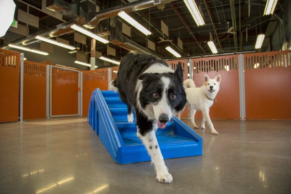 camp bow wow directions