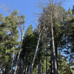 Stellar Tree Care