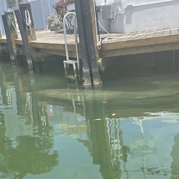 KeyZ Charters - Manatee - Boat Tours Near Me - Islamorada, Florida
