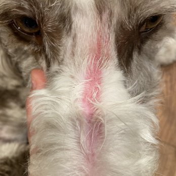 Top Notch Pet Grooming - 4" long wound on my Aussiedoodles face. - Pet Groomers Near Me - Auburn, California Top Notch Pet Grooming - 4" long wound on my Aussiedoodles face. - Pet Groomers Near Me - Auburn, California