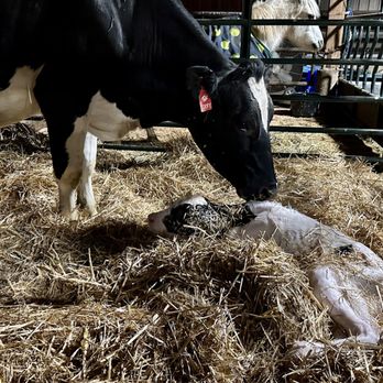 TMK Creamery - A Fresh Calf! - Cheese Shops Near Me - Canby, Oregon TMK Creamery - A Fresh Calf! - Cheese Shops Near Me - Canby, Oregon