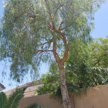 Treepro - Tree Services Near Me - Las Vegas, Nevada