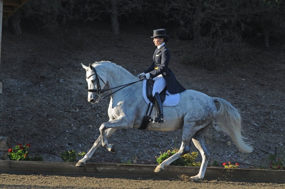 Rebecca Rigdon Dressage - equestrian in San Diego, CA