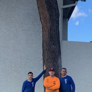 Arizona Tree Team | Phoenix Tree Removal | Trimming - Tree Services Near Me - Phoenix, Arizona