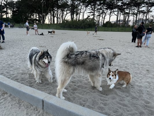 Golden Gate Park Dog Training Area