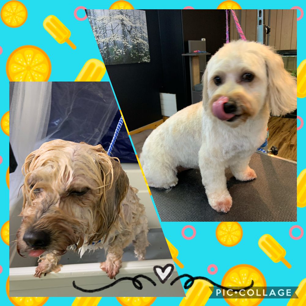 PURRSNIPS Updated July 2024 64 Photos 5335 N Ave