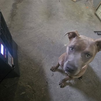 Perma-Seal Basement Systems - This is Bella, and she approves this message. - General Contractors Near Me - Burr Ridge, Illinois Perma-Seal Basement Systems - This is Bella, and she approves this message. - General Contractors Near Me - Burr Ridge, Illinois