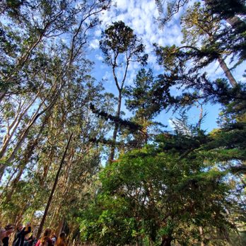 Monarch Grove Sanctuary - Butterflies in the trees - Parks Near Me - Pacific Grove, California Monarch Grove Sanctuary - Butterflies in the trees - Parks Near Me - Pacific Grove, California