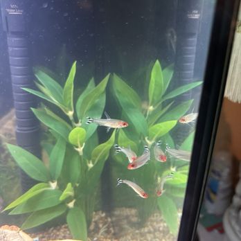 Bright Aquarium - Rummy Nose Tetra - Aquarium Services Near Me - San Jose, California Bright Aquarium - Rummy Nose Tetra - Aquarium Services Near Me - San Jose, California